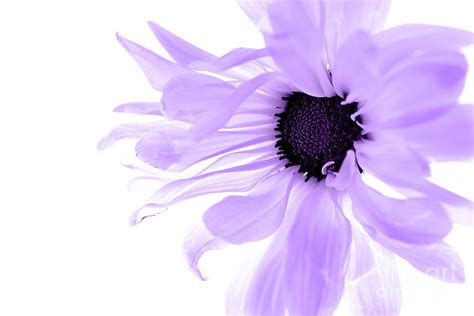 Cute Purple Flower | WeNeedFun