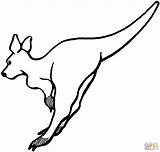 Kangaroo coloring pages To Download And Print For Free sketch template