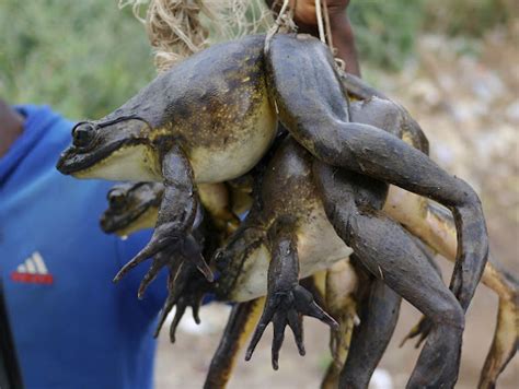 iNaturalist.org · Goliath frog (Conraua goliath)