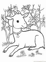 Baby Goat Coloring Pages At GetColoringscom  Free Printable Colorings sketch template