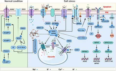 Protein kinases in plant responses to drought, salt, and cold stress - Chen - 2021 - Journal of ...