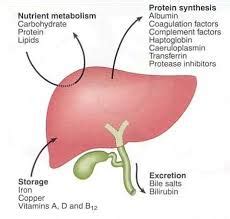 What is the purpose of the liver in the digestive system? I know that ...