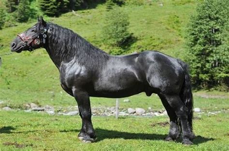 Noriker Horse Info, Origin, History, Pictures | Horse Breeds ...