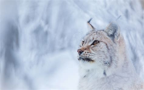 Download Animal Lynx 4k Ultra HD Wallpaper