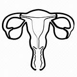 Uterus Coloring Outline Pages sketch template