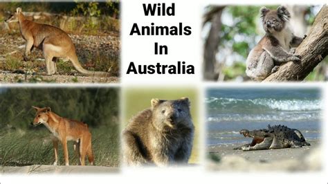 Wild Animals In Australia