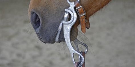 What Is The Metal Thing Inside The Horse’s Mouth? Facts on Bits – Insider Horse – Latest ...