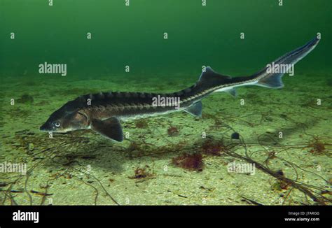 Common Atlantic Sturgeon High Resolution Stock Photography and Images - Alamy