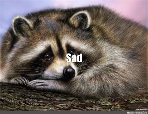 Create meme "memes about little Coon, I'm not a raccoon meme rocket, I missed you raccoon ...