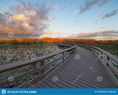 Anhinga Trail and Boardwalk in Everglades National Park. Editorial ...