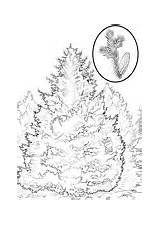 Trees coloring pages  Free Coloring Pages sketch template