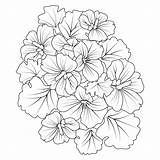 Flower Cluster Drawing Easy Coloring Page Cute  sketch template