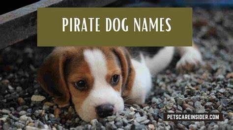 Pirate Dog Names | Petscareinsider