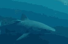 Tiger Shark GIF - Tiger shark - Discover & Share GIFs
