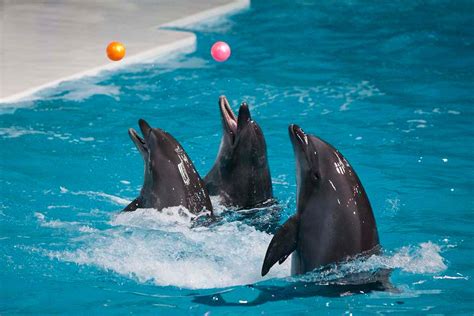 5 Interesting Facts About Dubai Dolphinarium