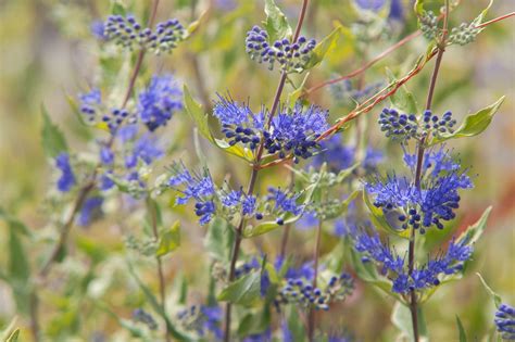 How to Grow and Care for Blue Beard (Blue Mist) Plants