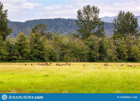 Herd of Elk in Washington State Meadow Stock Photo - Image of mammal ...