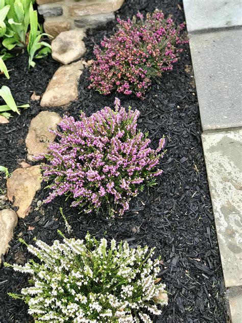 Heather planted 2018 - by walk | Shrubs for landscaping, Heather plant, Front yard plants