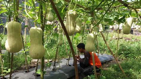 6 Cara Budidaya Labu Madu di Pekarangan Rumah - IlmuBudidaya.com