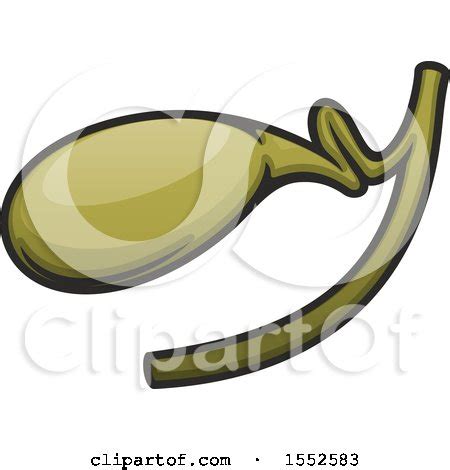 Clipart of a Gallbladder, Human Anatomy - Royalty Free Vector ...