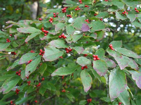 Flowering dogwood | Identify that Plant