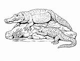 5 Alligator Coloring Pages  The Graphics Fairy sketch template