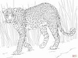 Free Leopard Coloring Pages Download Png  sketch template