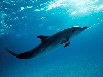 Dolphin - Wikipedia