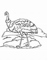 Australian Emu coloring Page sketch template