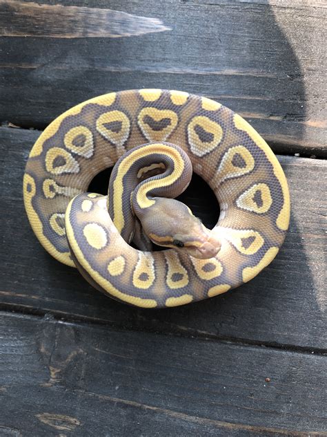 z OUT OF STOCK - ORANGE GHOST MOJAVE BALL PYTHON - CB FEMALE