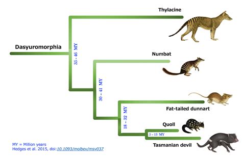 How the Newly Decoded Numbat Genome Could Help Bring the Tasmanian ...