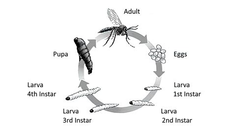 How to Control Fungus Gnats in Indoor Plants – Deep Green Permaculture