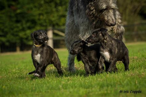 The Scottish Deerhound Club of America – The official web site of the Scottish Deerhound Club of ...