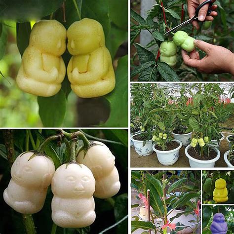 Fruit Seeds Seeds & Bulbs Red Pear Seeds Rare organic fruit tree seeds in Bonsai tropical fruit ...