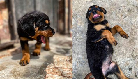 Welcoming Newborn Rottweiler Puppies Into Your Home In 2023 - Pets - Nigeria