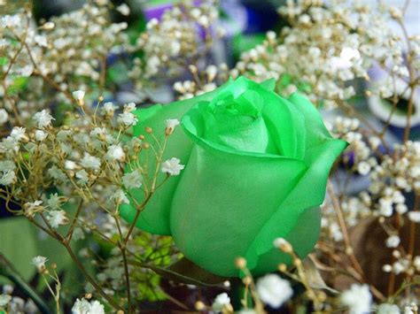 lime green rose | Green rose, Beautiful flowers garden, Flowers