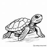 Cute Baby Turtle Dragoart Coloring Pages  Free & Printable sketch template