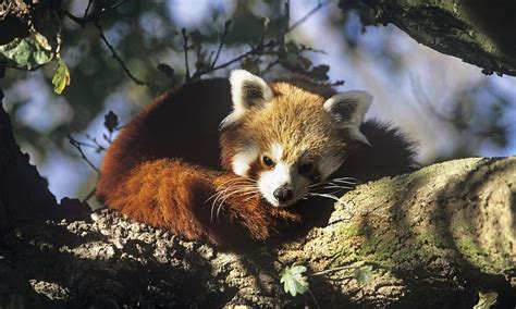 Where do red pandas live? And other red panda facts | Stories | WWF