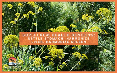 Bupleurum Health Benefits: Helps Stomach, Liver, & Spleen