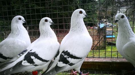 cdpigeon's image | Pigeon breeds, Homing pigeons, Pigeon