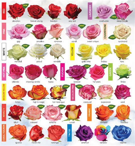 30 Diagrams to Make You Master in Growing Roses | Balcony Garden Web