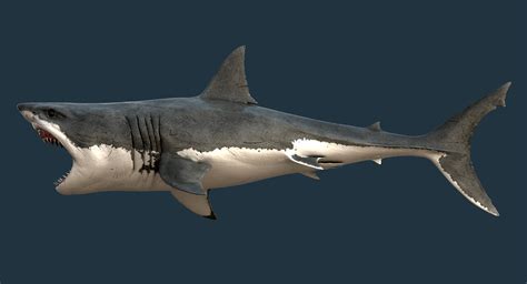 realistic great white shark 3d model