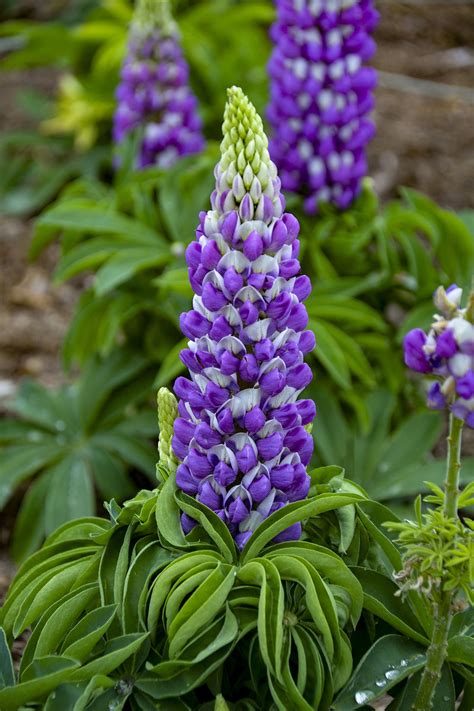 Mini Gallery™ Blue Bicolor - Lupine - Lupinus hybrid | Proven Winners