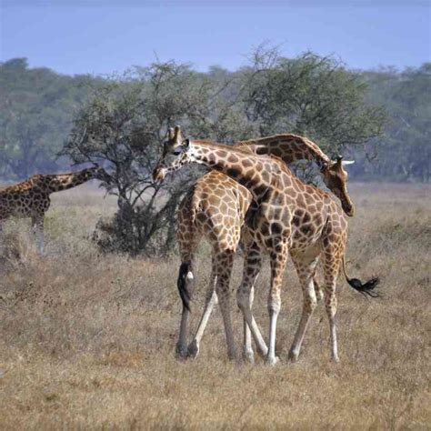 Endangered Animals in Africa - Rare & Endangered Wildlife Conservation