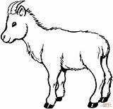 Goat Coloring Pages Printable sketch template
