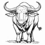 Water buffalo coloring Page Lulu Pages sketch template