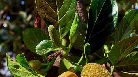 jackfruit | Description & Uses | Britannica