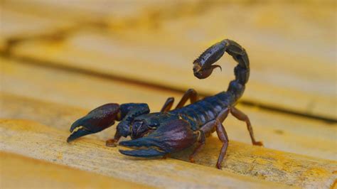 Free photo: Scorpion macro - Arachnid, Brown, Bug - Free Download - Jooinn