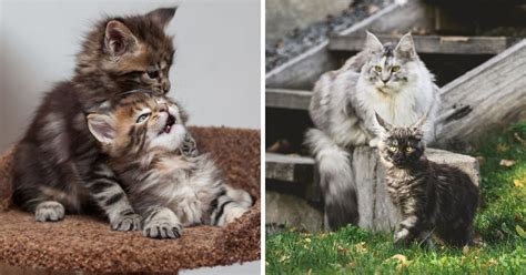 11 Adorable Maine Coon Growth Pictures (from Kitten to Adult) - MaineCoon.org