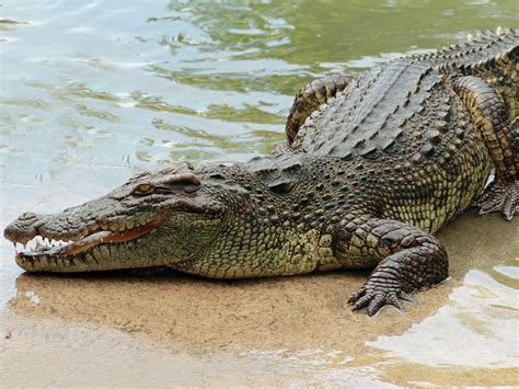 50 Unbelievable Fun Facts About Crocodiles: Ultimate Guide 2023